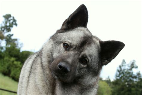 norwegian elk hound