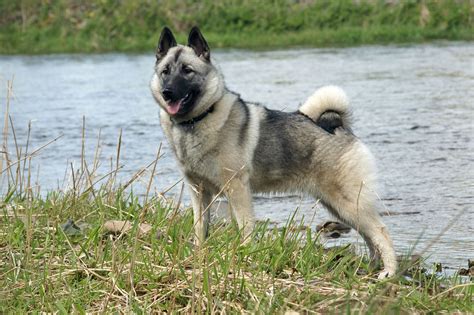 norwegian elkhounds