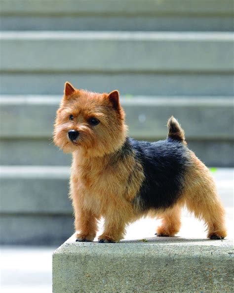 norwich terrier dogs