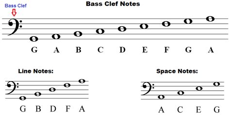 notes of the bass clef