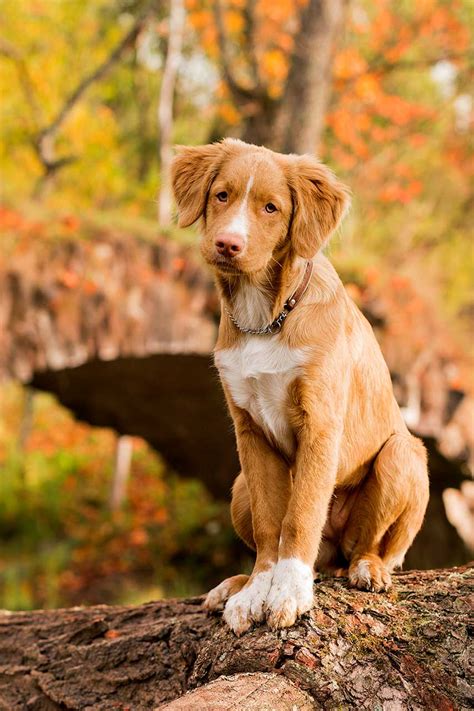 nova scotia retriever