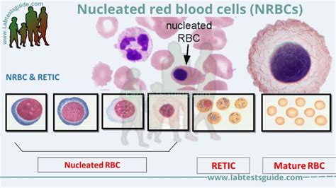 nrbc auto blood test PDF