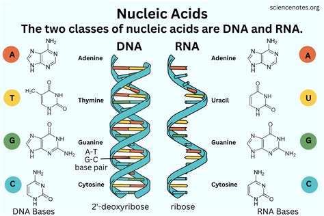 nucleic acids