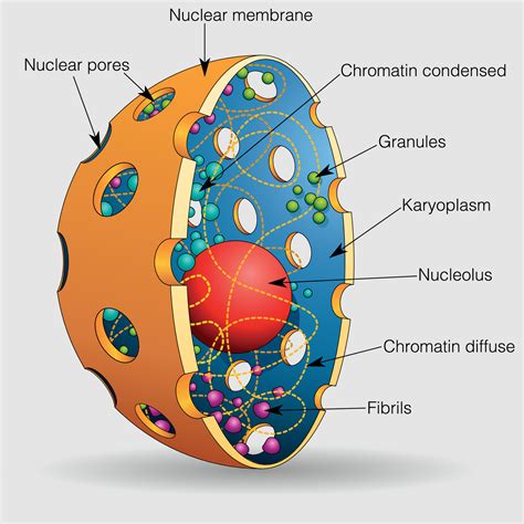 nuculus