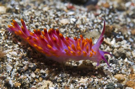 nudibranch and sea slug identification PDF