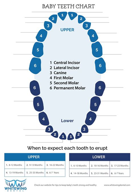 Numbered Tooth Chart