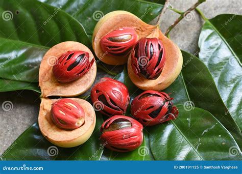 nutmeg in india