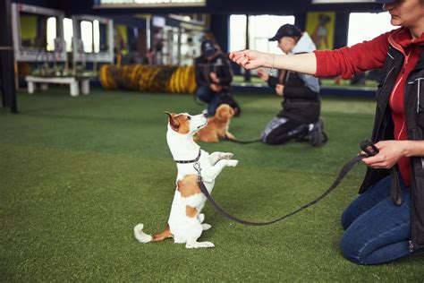 obedience school for dogs