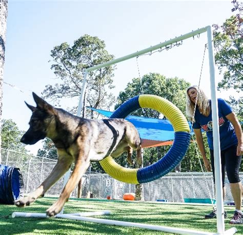 obedience schools for dogs near me