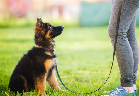 obedience training for dogs