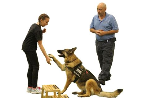 obedience training near me