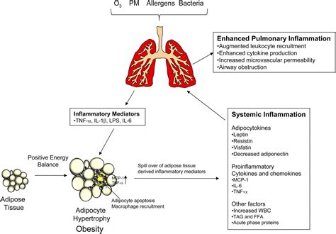 obesity and lung disease obesity and lung disease Epub