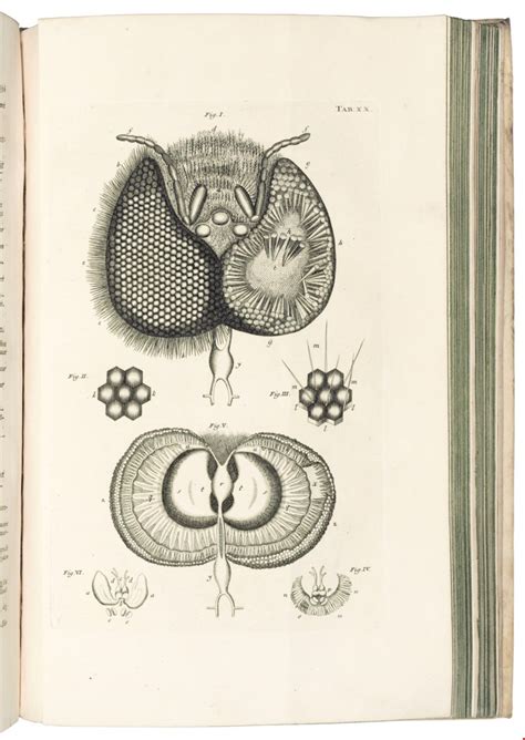 observationes prima insectorum genesi articulatorum Reader