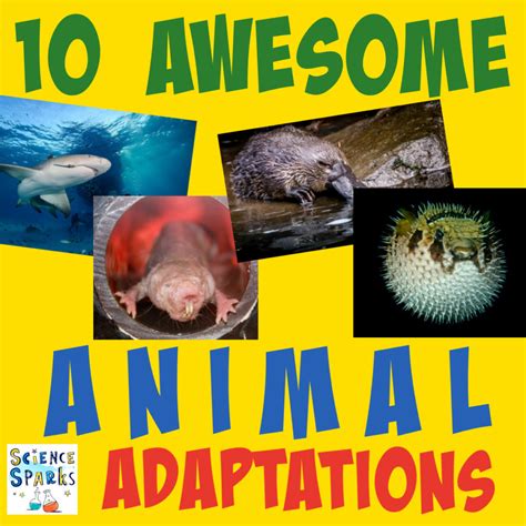 ocean animal adaptations amazing animal adaptations Kindle Editon