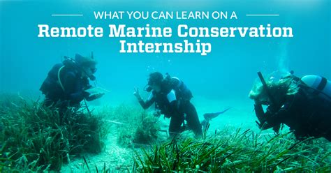 ocean conservation internships