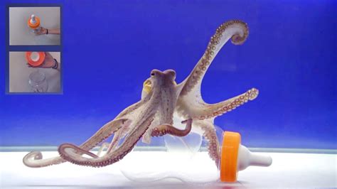 octopus intelligence article from aeon Epub