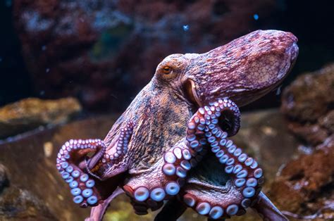 octopus intelligence article from aeon Epub