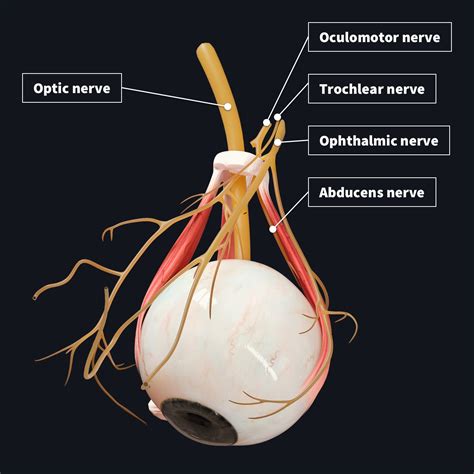 ocular nerves