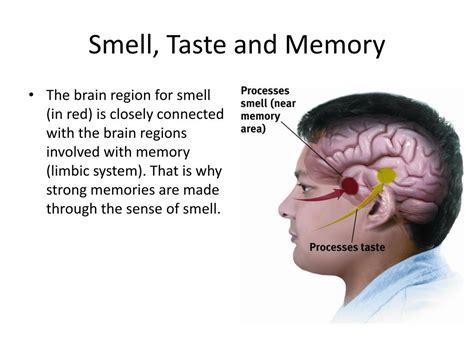 odor sensation and memory odor sensation and memory Kindle Editon
