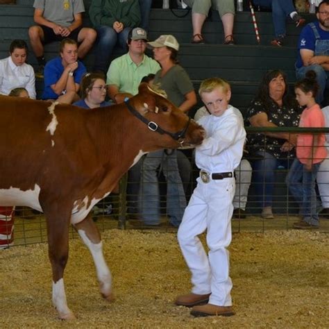 oglethorpe county top livestock