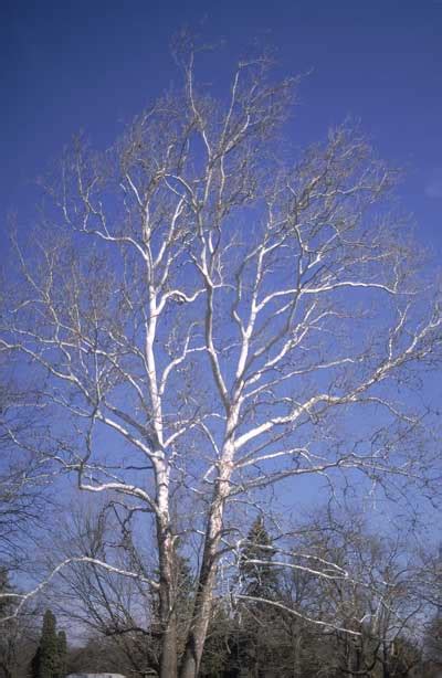 ohio tree white bark jagged leaves