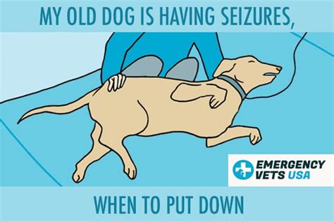 old dog seizures