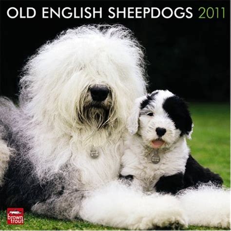 old english sheepdogs 2013 square 12x12 wall multilingual edition Epub