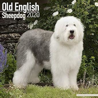 old english sheepdogs calendar multilingual edition Reader