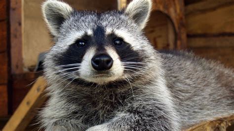 oldest raccoon