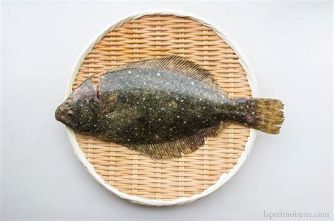 olive flounder fish