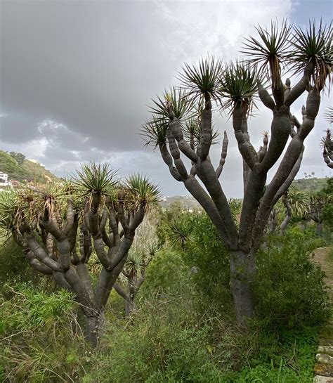 once human dracaena tree