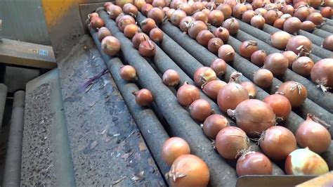 onion processing