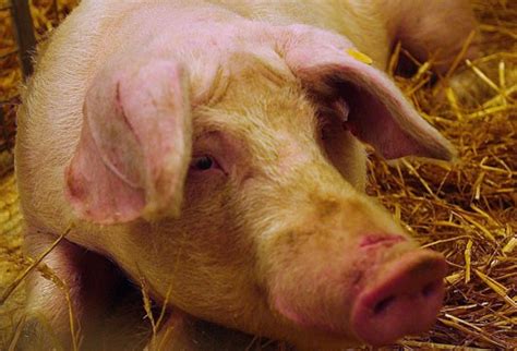 ontploffend varken verwondt boer nieuws dat u nooit onder ogen kreeg PDF