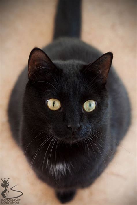 onyx cat