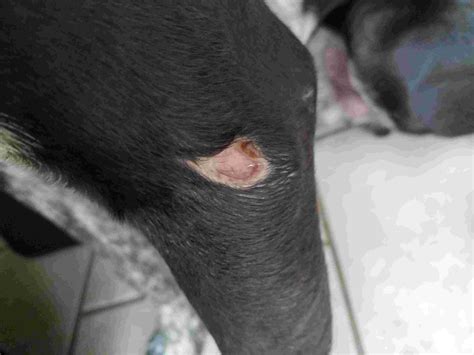 open wound on dog not bleeding