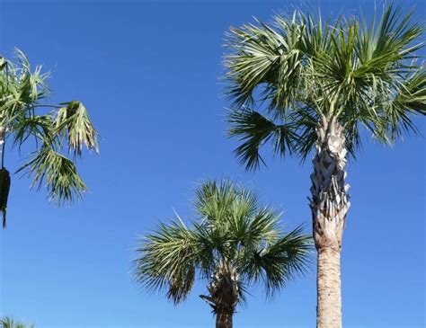 oponthoud in palmetto Kindle Editon