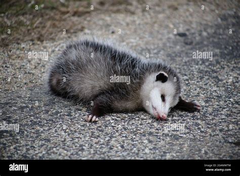 opossum play dead