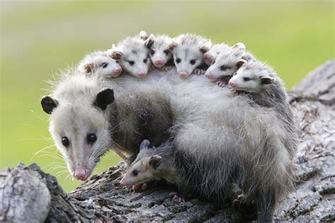 opossums whats awake? Kindle Editon