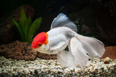 oranda