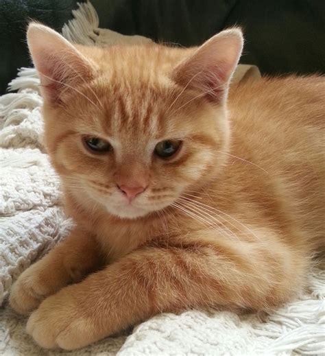 orange american shorthair cat