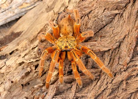 orange baboon tarantula