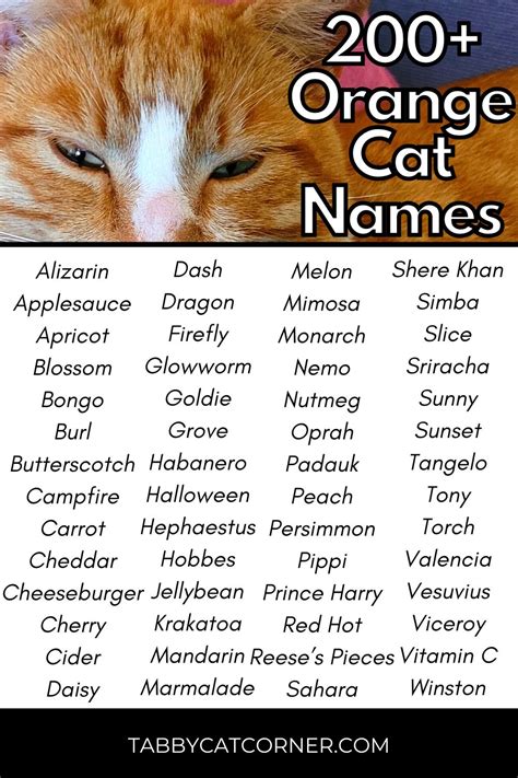 orange cat names