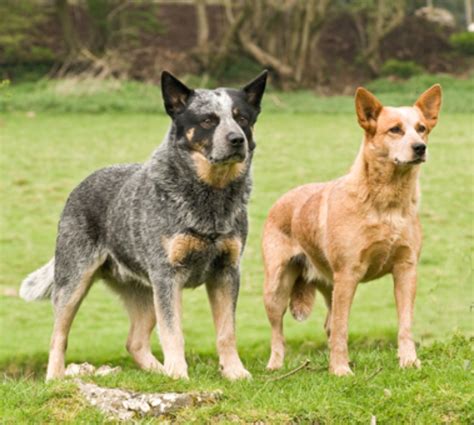 orange heeler