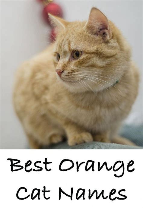 orange kitten names male