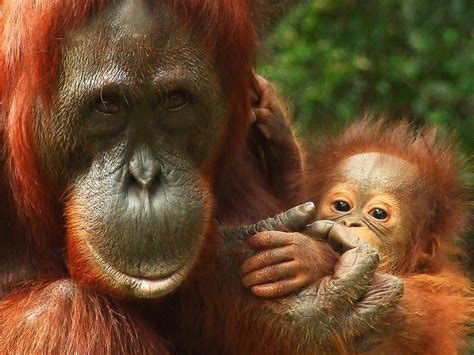 orangutan beautiful interesting orangutans knowledge Reader