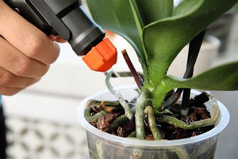 orchid bloom fertilizer