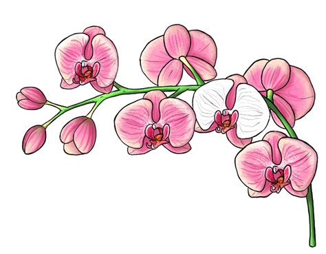 orchid drawing/ tracablle