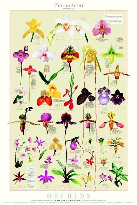 Orchid Identification Chart