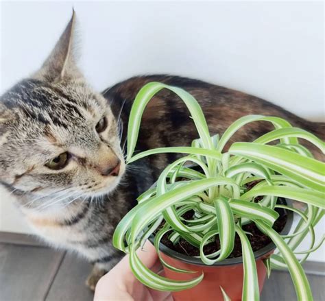 orchid plants and cats