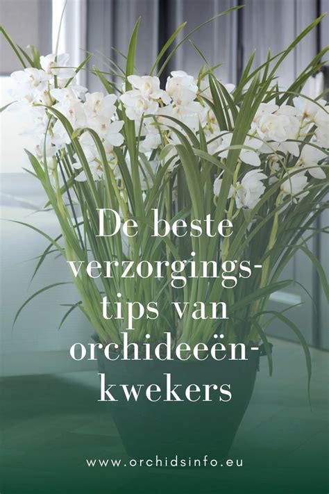 orchideen verzorgen vermenigvuldigen kweken PDF